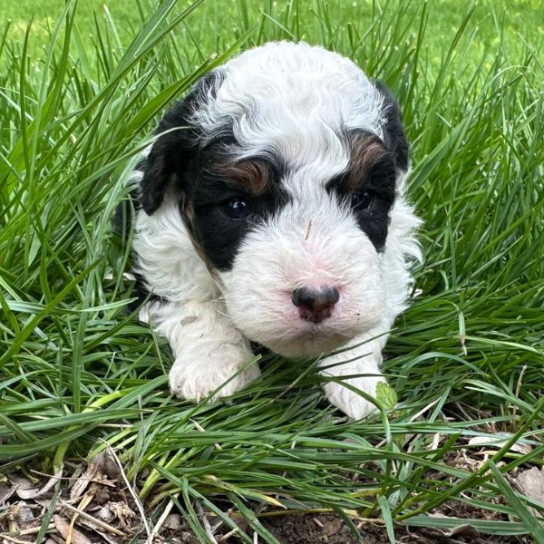 Micro-Bernedoodle