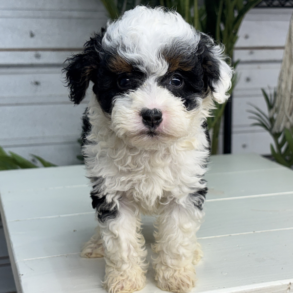 Micro-Bernedoodle