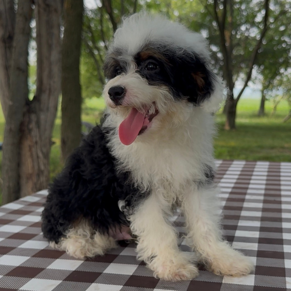 Micro-Bernedoodle