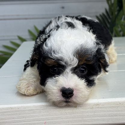 Micro-Bernedoodle