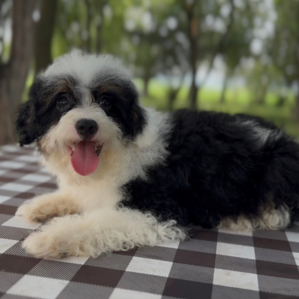 Micro-Bernedoodle