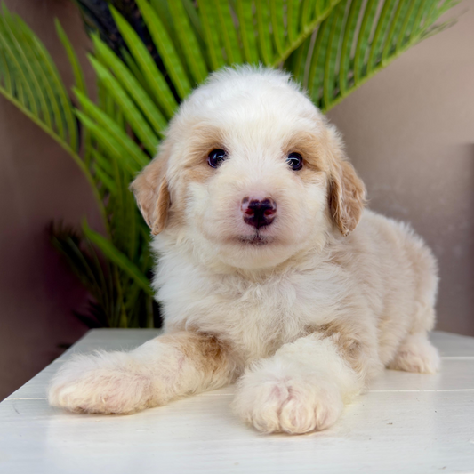 Micro-Bernedoodle