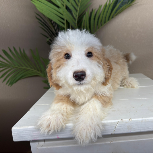Mini-Bernedoodles