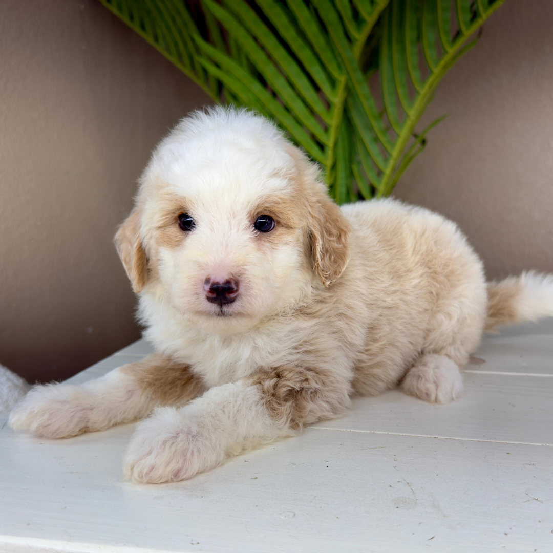 Micro-Bernedoodle