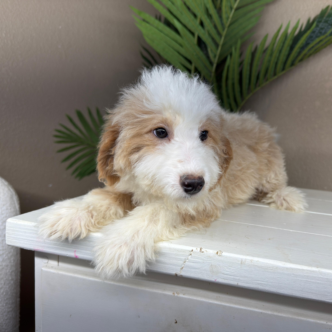 Mini-Bernedoodles