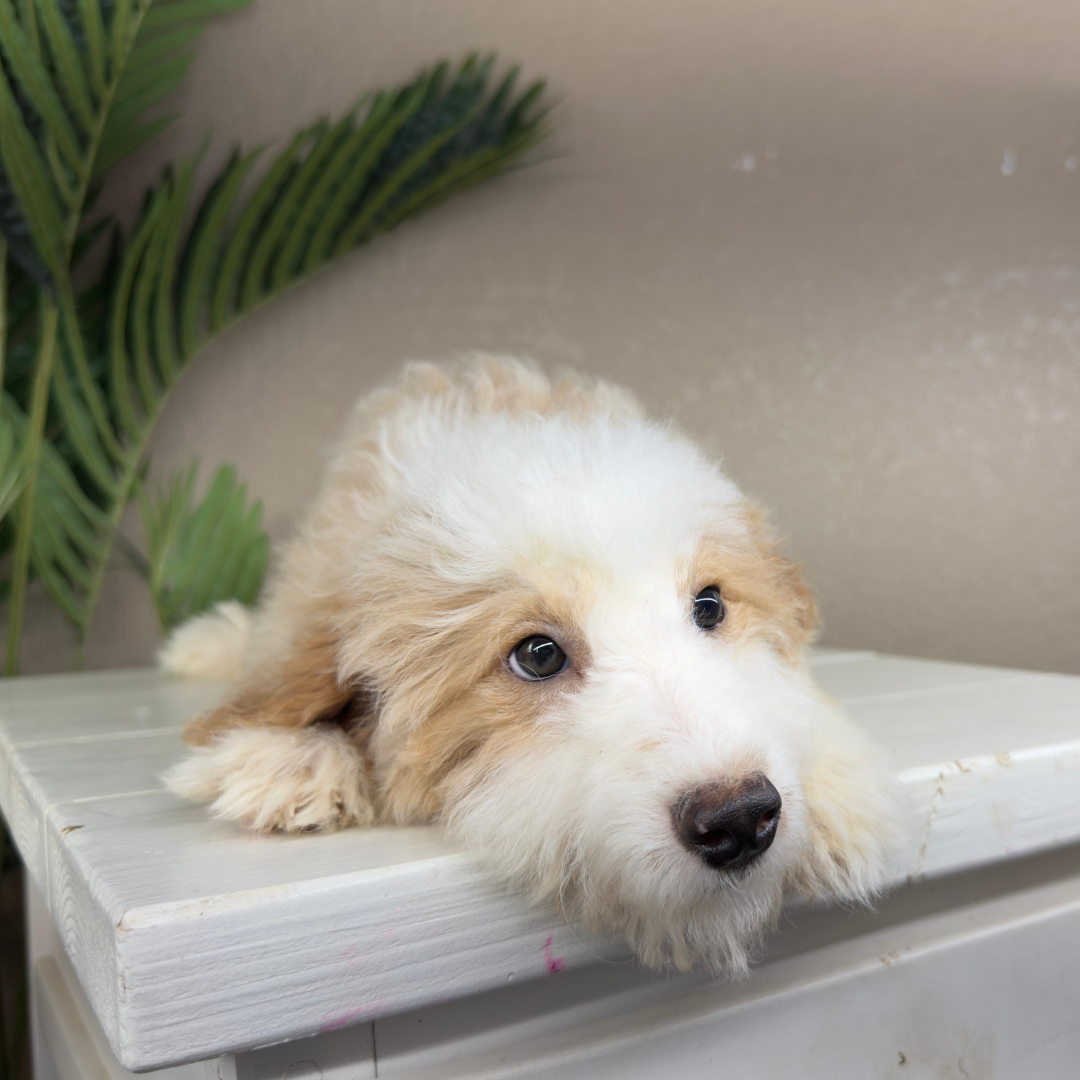 Mini-Bernedoodles