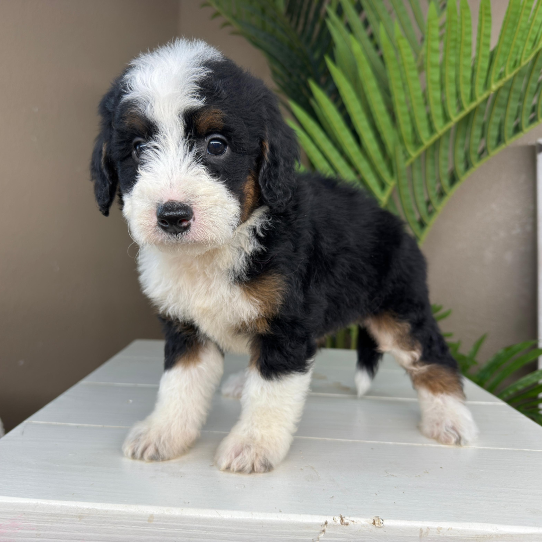 Micro-Bernedoodle