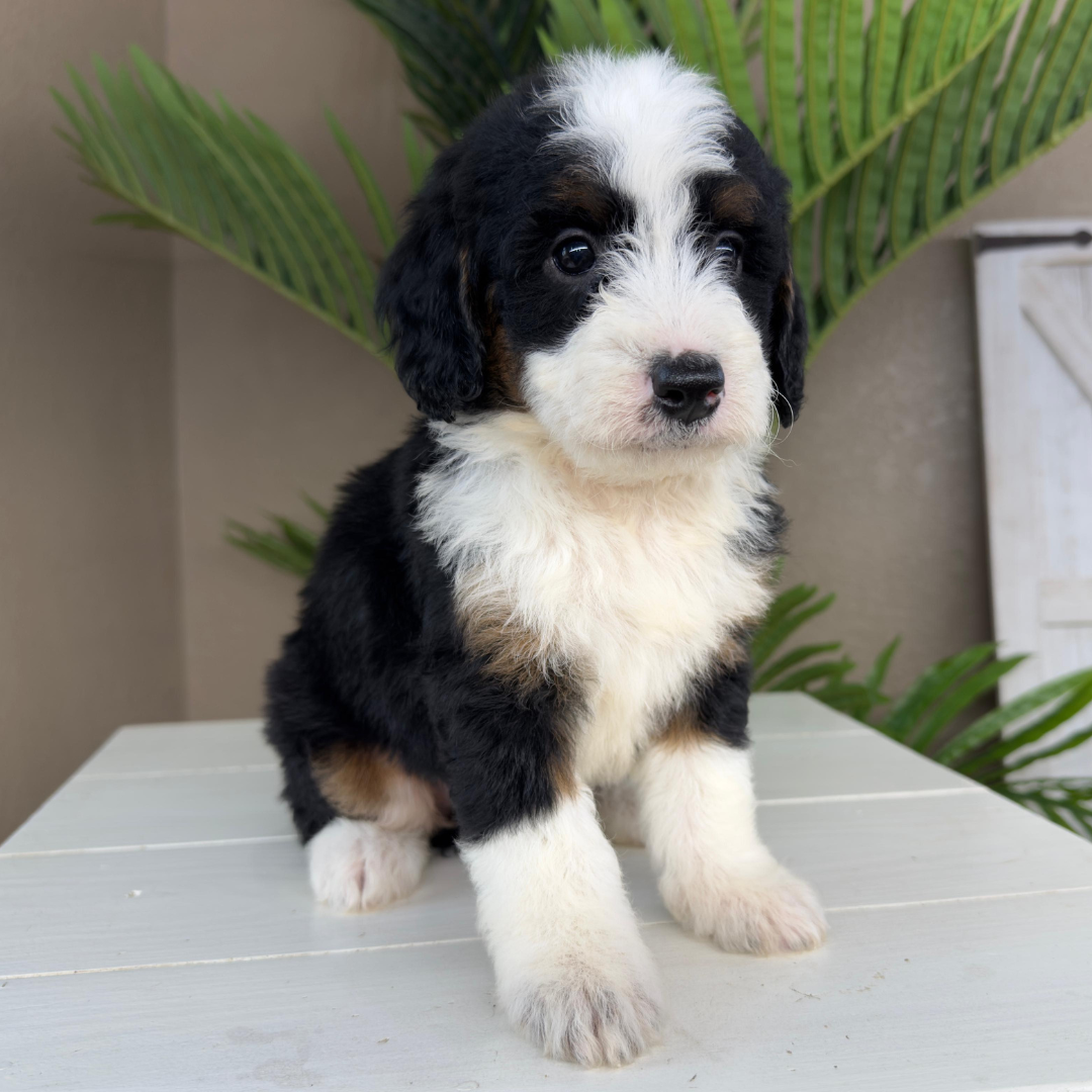 Micro-Bernedoodle