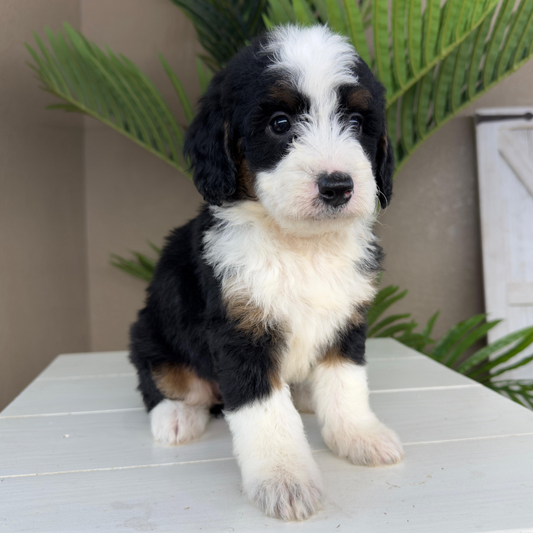 Micro-Bernedoodle
