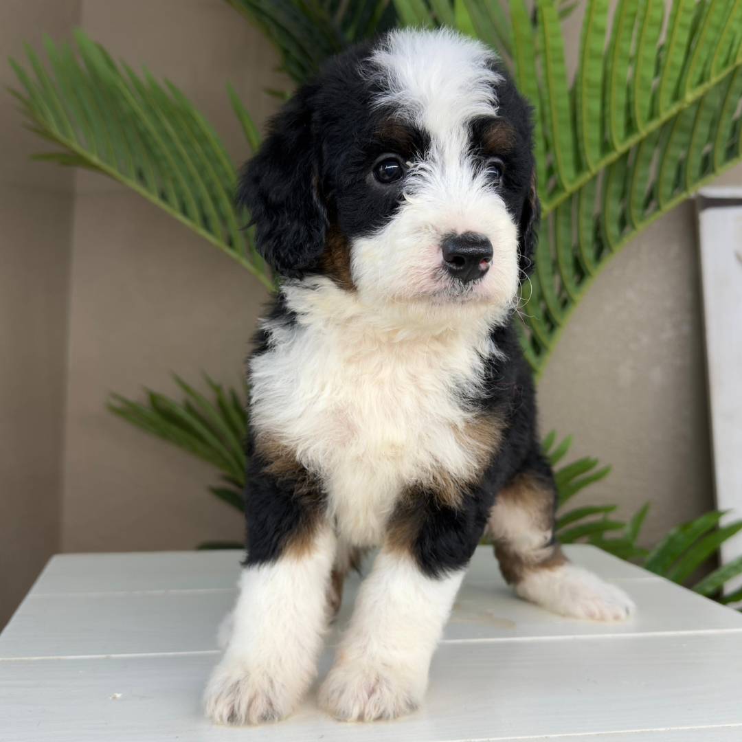 Micro-Bernedoodle