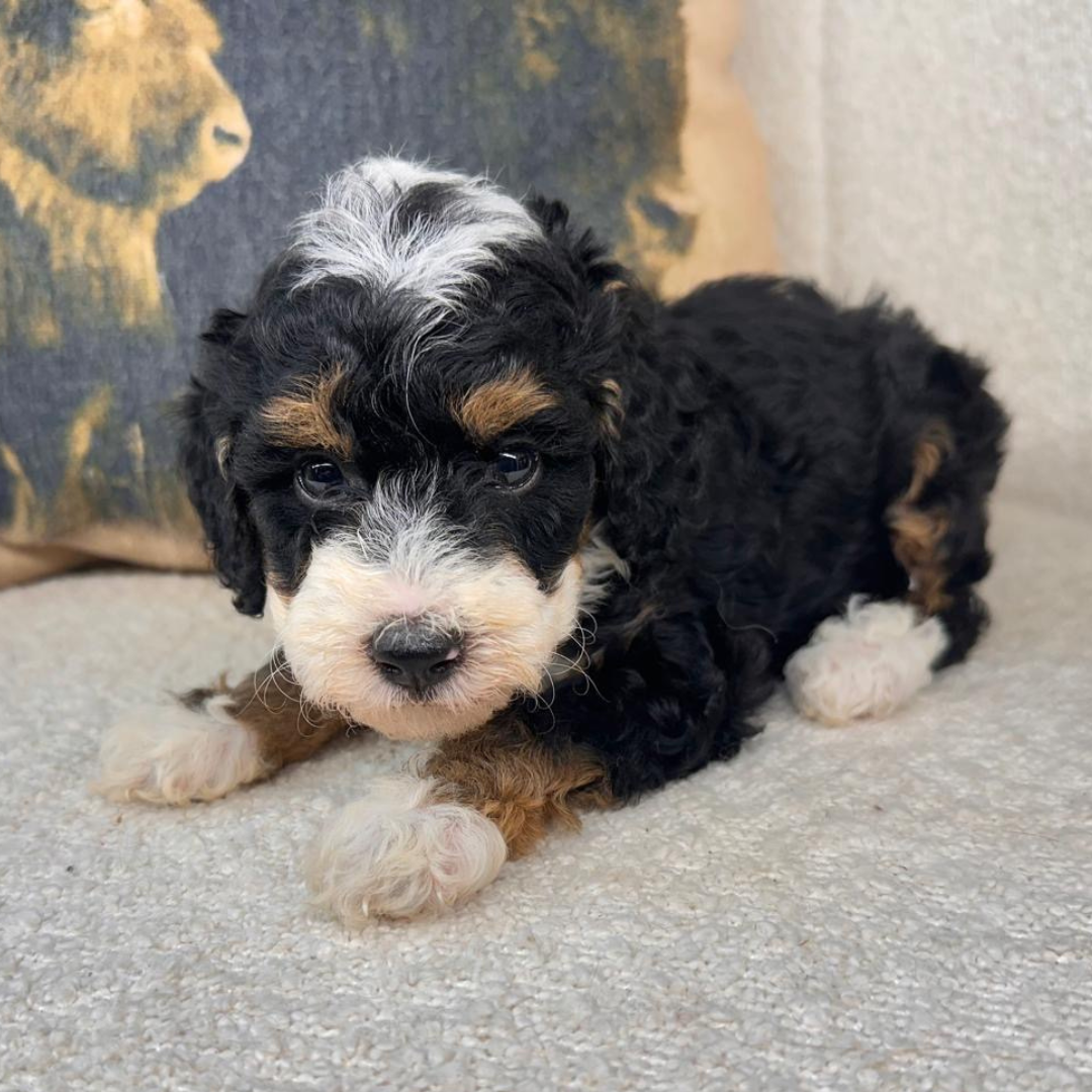 Micro-Bernedoodles