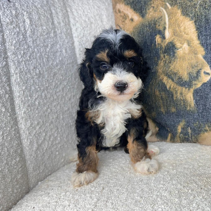 Micro-Bernedoodles