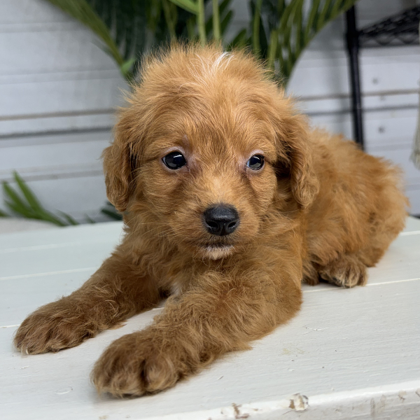 Micro-Goldendoodle