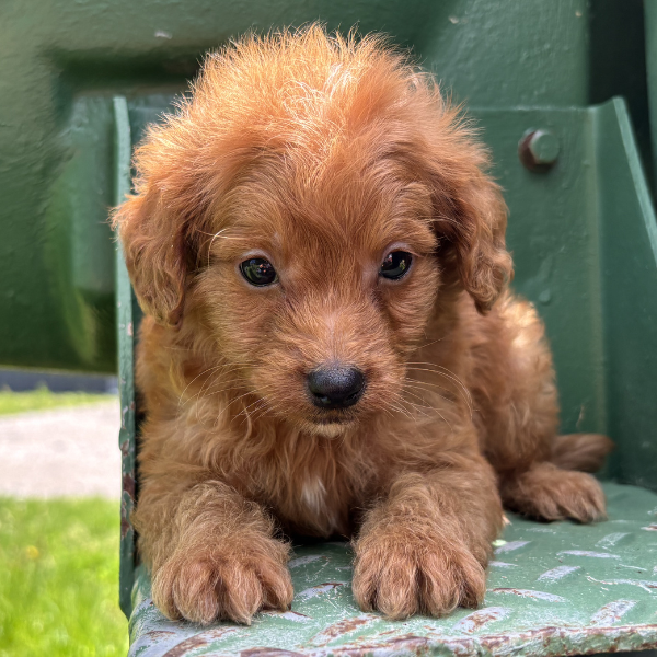 Micro-Goldendoodle