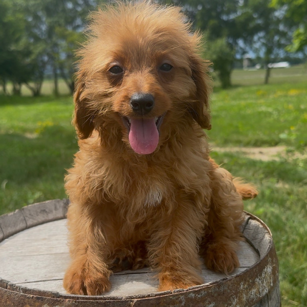 Goldendoodle-Puppy