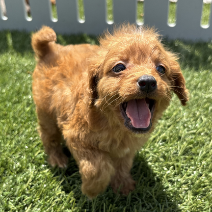Micro-Goldendoodle