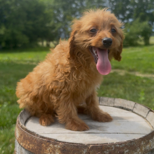 Goldendoodle-Puppy