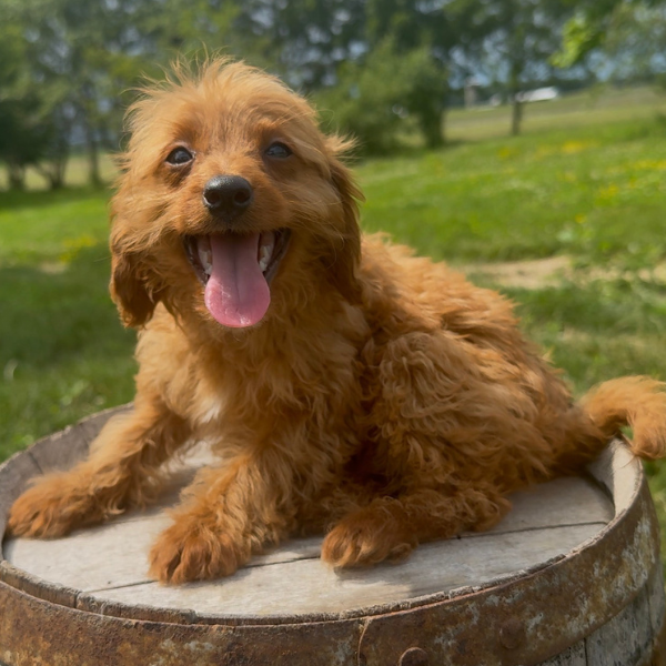 Goldendoodle-Puppy