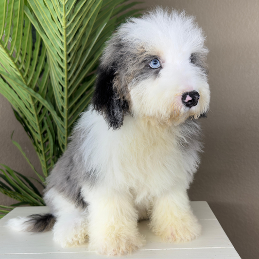 Merle-Micro-Bernedoodle