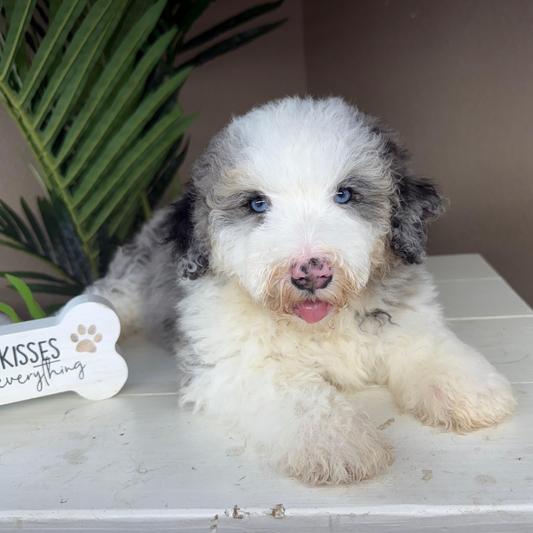 Merle-Bernedoodle-Puppy