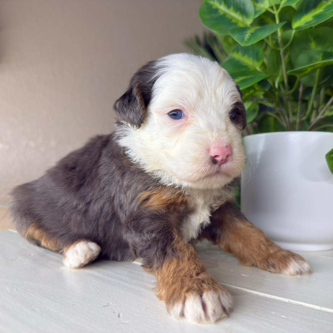 Merle-Micro-Bernedoodle