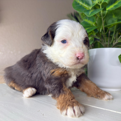 Merle-Micro-Bernedoodle