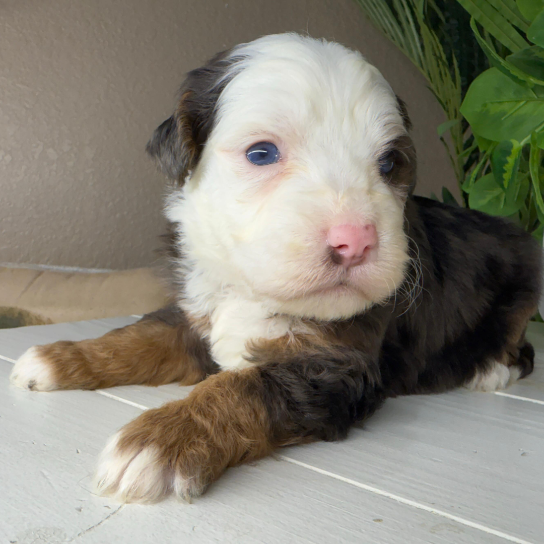 Merle-Micro-Bernedoodle
