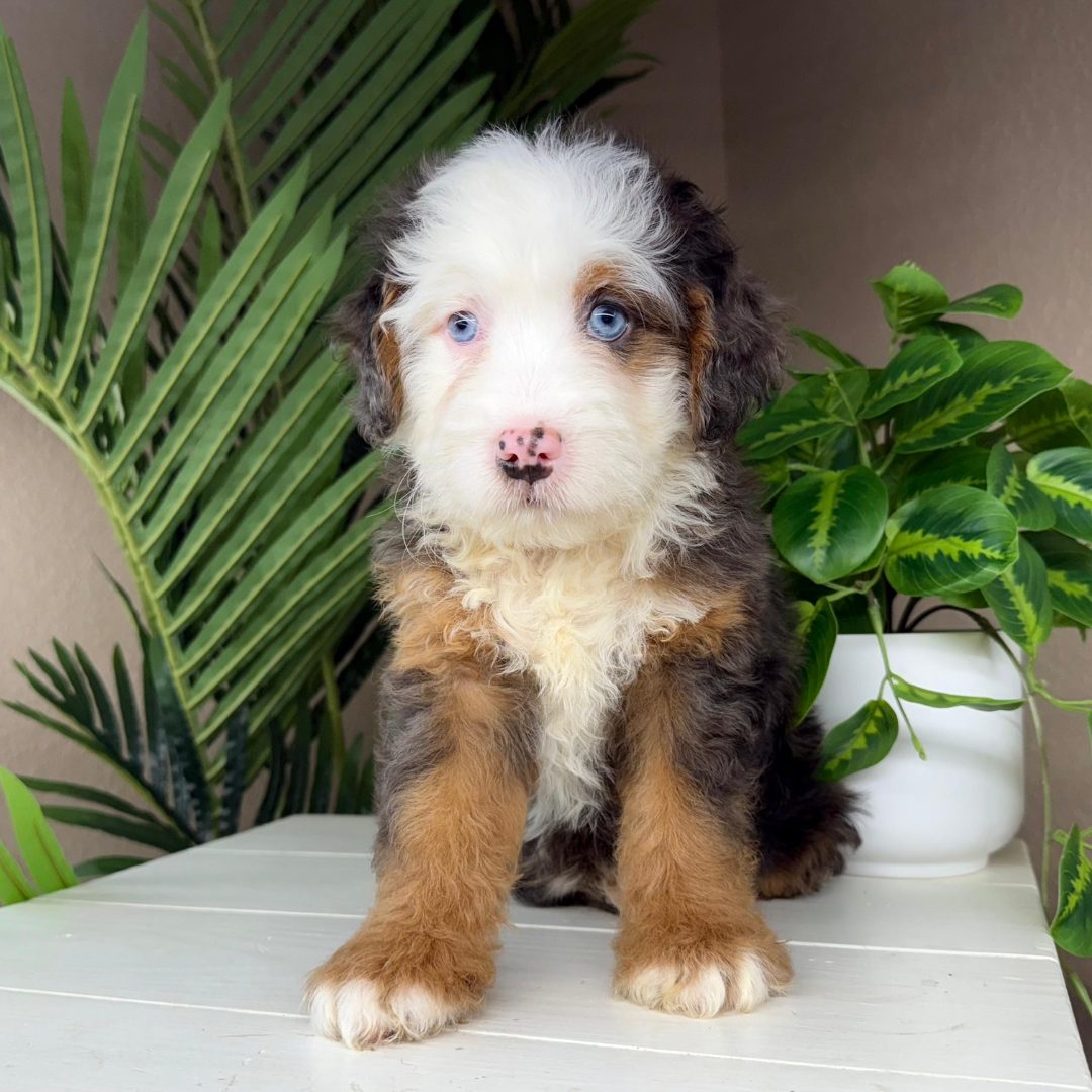 Merle-Micro-Bernedoodle