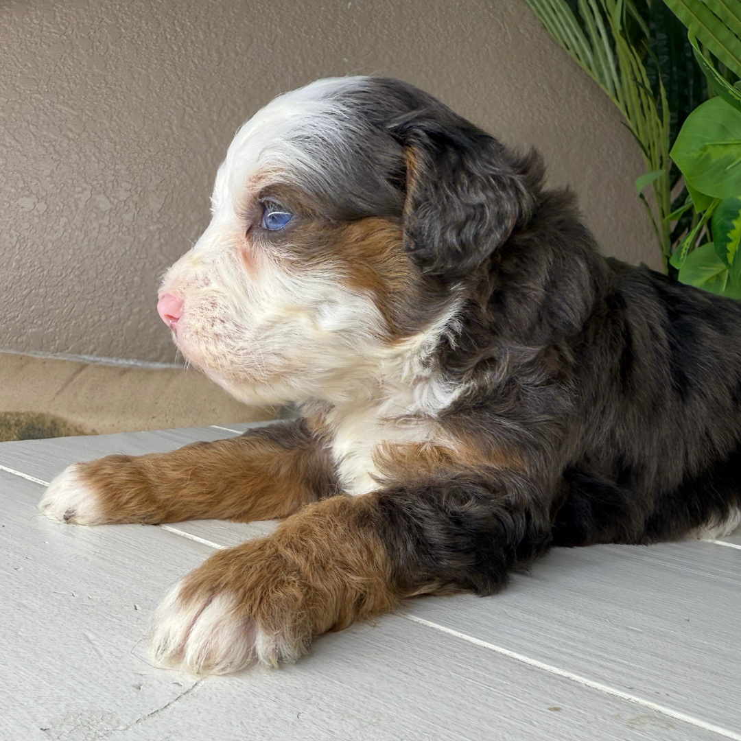 Merle-Micro-Bernedoodle