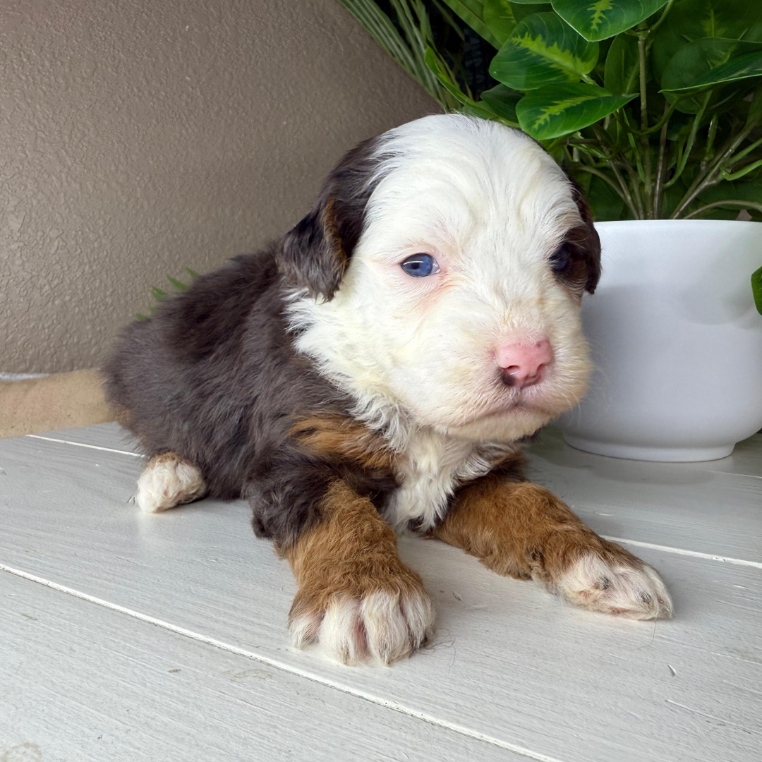 Merle-Micro-Bernedoodle