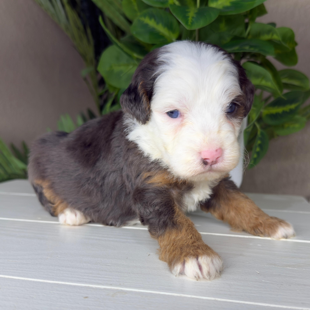 Merle-Micro-Bernedoodle