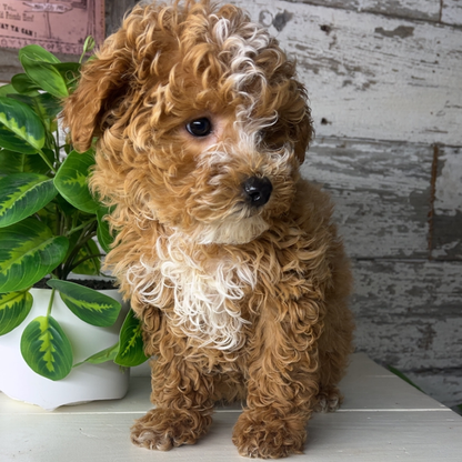 Micro-Goldendoodle