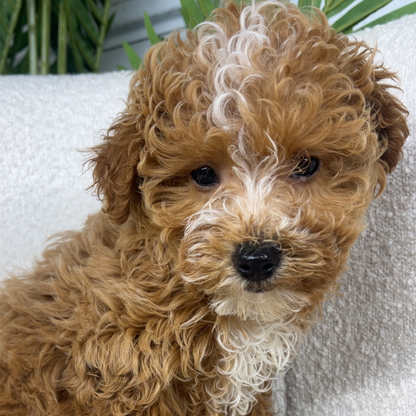 Micro-Goldendoodle