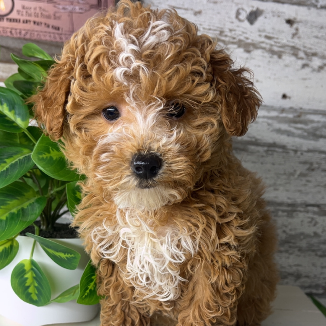 Micro-Goldendoodle