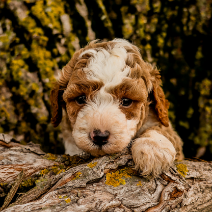 Red-Micro-Bernedoodle
