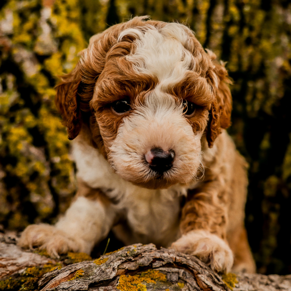 Red-Micro-Bernedoodle