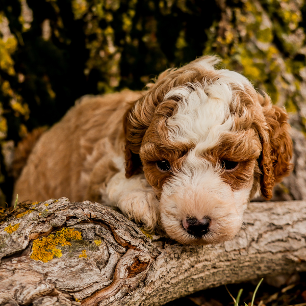 Red-Micro-Bernedoodle