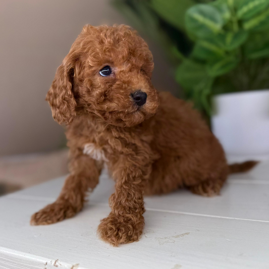 Micro-Goldendoodle-Puppy-For-Sale