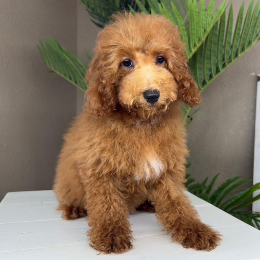 Micro-Goldendoodle-Breeder