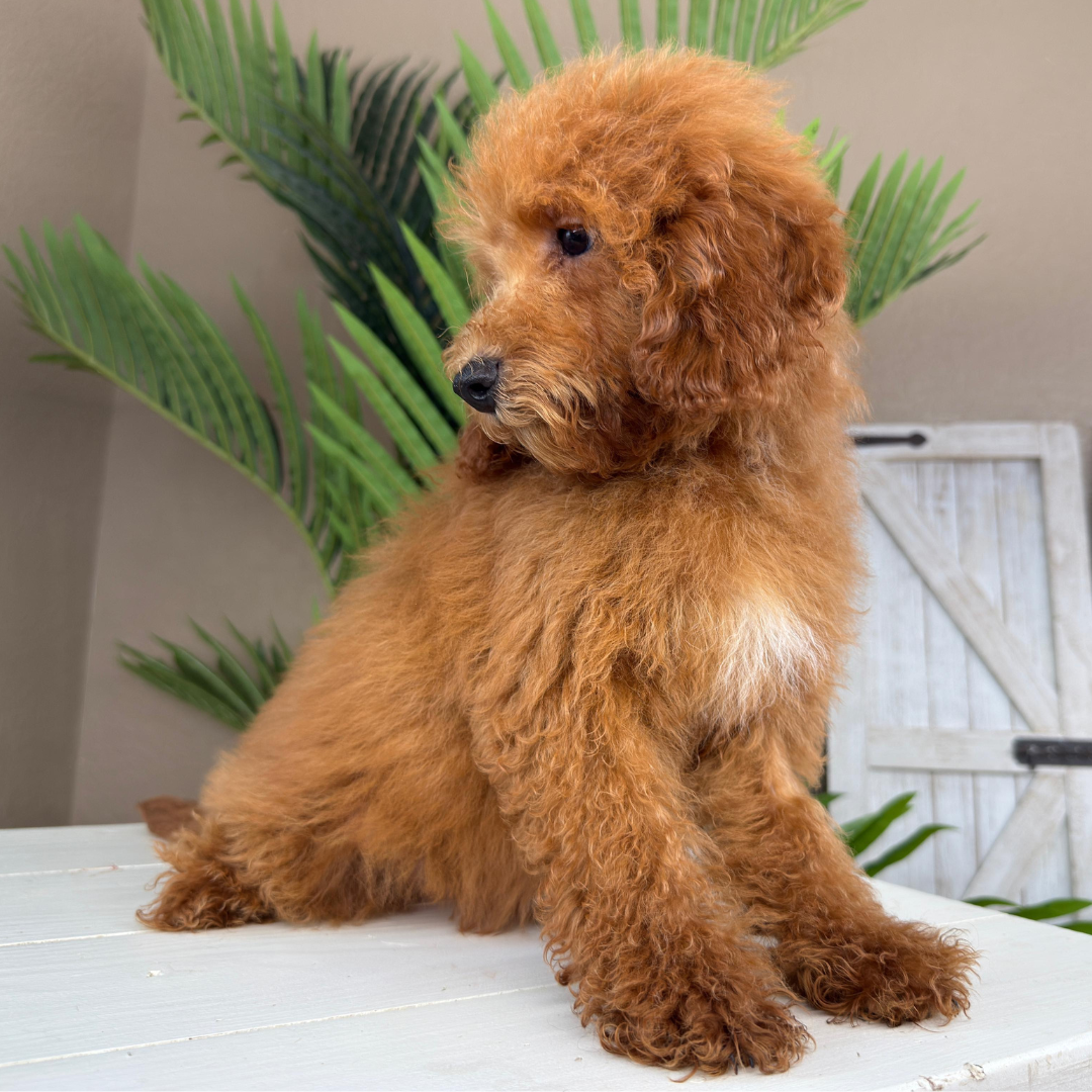 Micro-Goldendoodle-Breeder