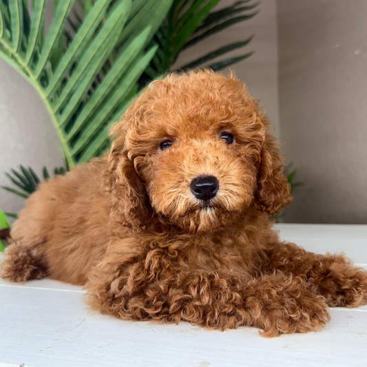 Micro-Goldendoodle-Puppy-For-Sale