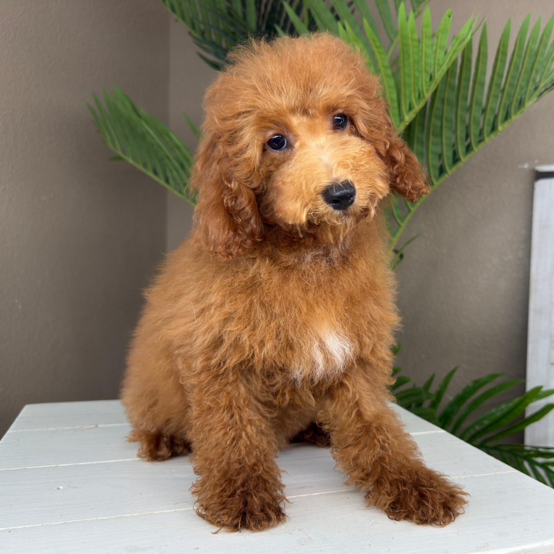 Micro-Goldendoodle-Breeder