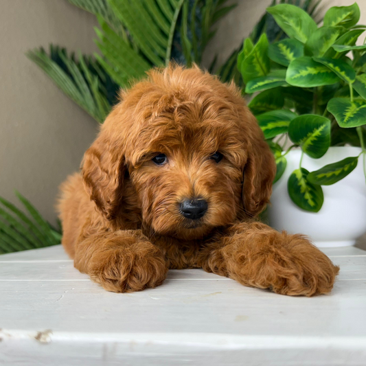 Best-Goldendoodle-Breeder