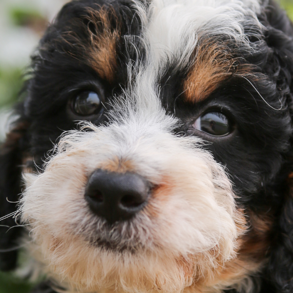 TriColor-Bernedoodle-Puppy