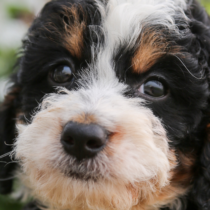 TriColor-Bernedoodle-Puppy
