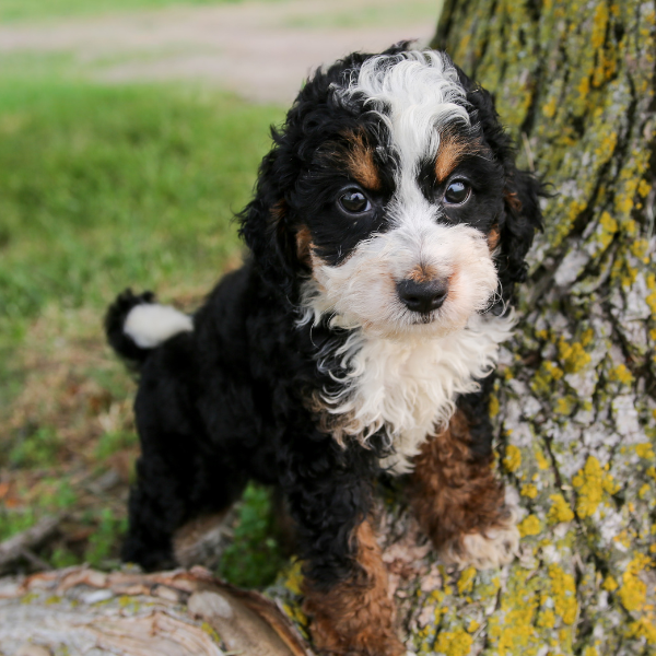 TriColor-Bernedoodle-Puppy