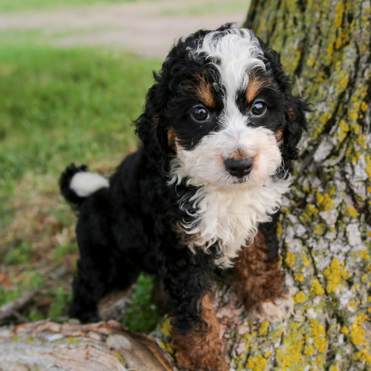 TriColor-Bernedoodle-Puppy