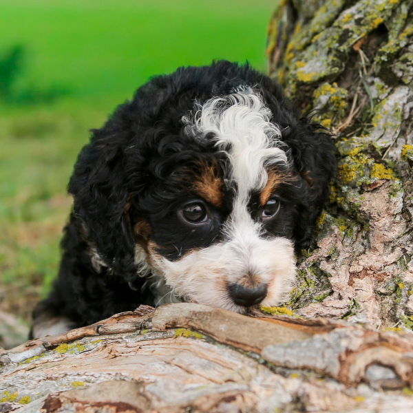 TriColor-Bernedoodle-Puppy