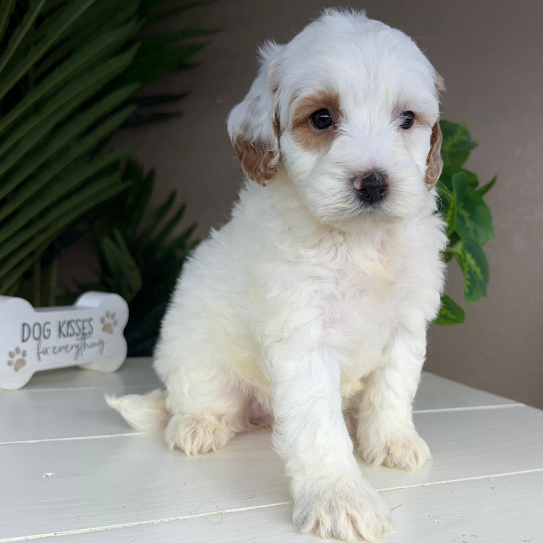 Micro-Goldendoodle