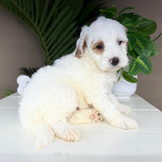 Micro-Goldendoodle